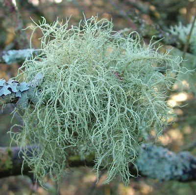 Close-up of pale green, stringy moss or lichen growing on a tree branch. The plant has a tangled, hair-like appearance and is interwoven around the branch, which also shows other small growths of lichen. Known for its anti-fungal properties, this lichen thrives while the background remains blurred to highlight foreground detail. Introducing Dual-Extracted Usnea Lichen Tincture by Crushed Botanicals Apothecary—harnessing the natural benefits of this unique lichen for your health and wellness needs.